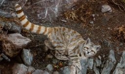 Reaparece el "Fantasma de los Andes": Por primera vez registran al gato andino en la zona central de Chile