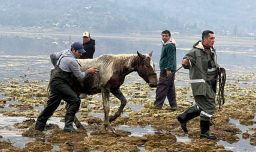 Heroico acto de vecinos de la Laguna Aculeo: Con cuerdas rescataron 12 caballos atrapados en el agua