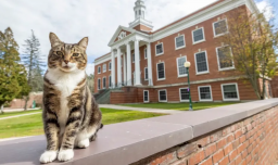 Universidad de Vermont Otorga Doctorado en Literatura a Max, el Gato del Campus