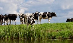 Austria: Mujer de 40 años muere aplastada por un rebaño de vacas en el estado de Salzburgo