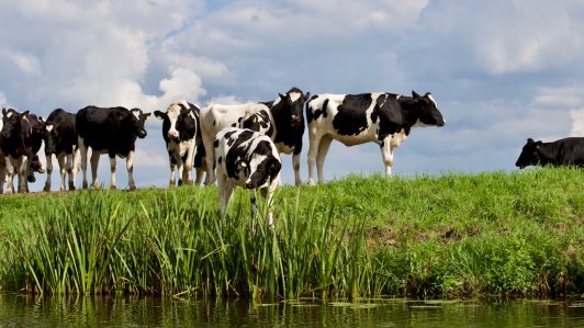 Austria: Mujer de 40 años muere aplastada por un rebaño de vacas en el estado de Salzburgo