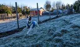 Médico veterinario entrega recomendaciones: ¿Cómo proteger a las mascotas en invierno?