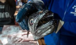 Fundación Veg defiende polémica indicación sobre peces: "La mayoría de los chilenos acuerda reconocer a todos los animales como seres sintientes"