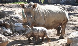 Nace en zoológico chileno la tercera cría de rinoceronte blanco de Sudamérica: "Es un tremendo aporte a la conservación"