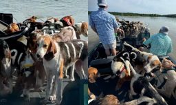 "Agarramos sus collares": Pescadores se convierten en héroes tras rescatar a tiempo a 38 perros en el río Mississippi