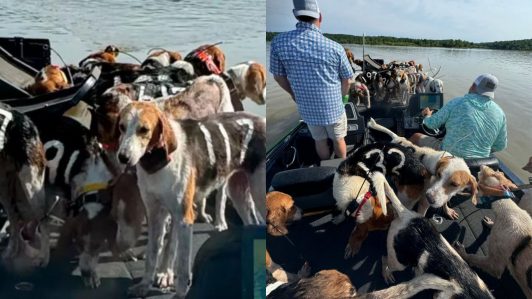 "Agarramos sus collares": Pescadores se convierten en héroes tras rescatar a tiempo a 38 perros en el río Mississippi