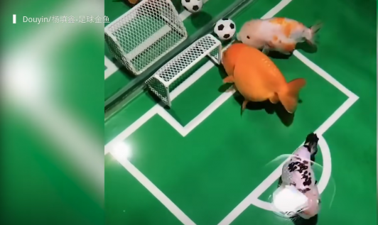 ¿Hay peces que saben jugar fútbol?: El video viral que apoya la postura de la ONG Veg en la Ley de Pesca