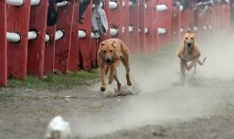 "No pueden ir al Mall", "cuicos de Las Condes" y "¿prohibir el Polo?": La férrea defensa de diputados a las carreras de perros