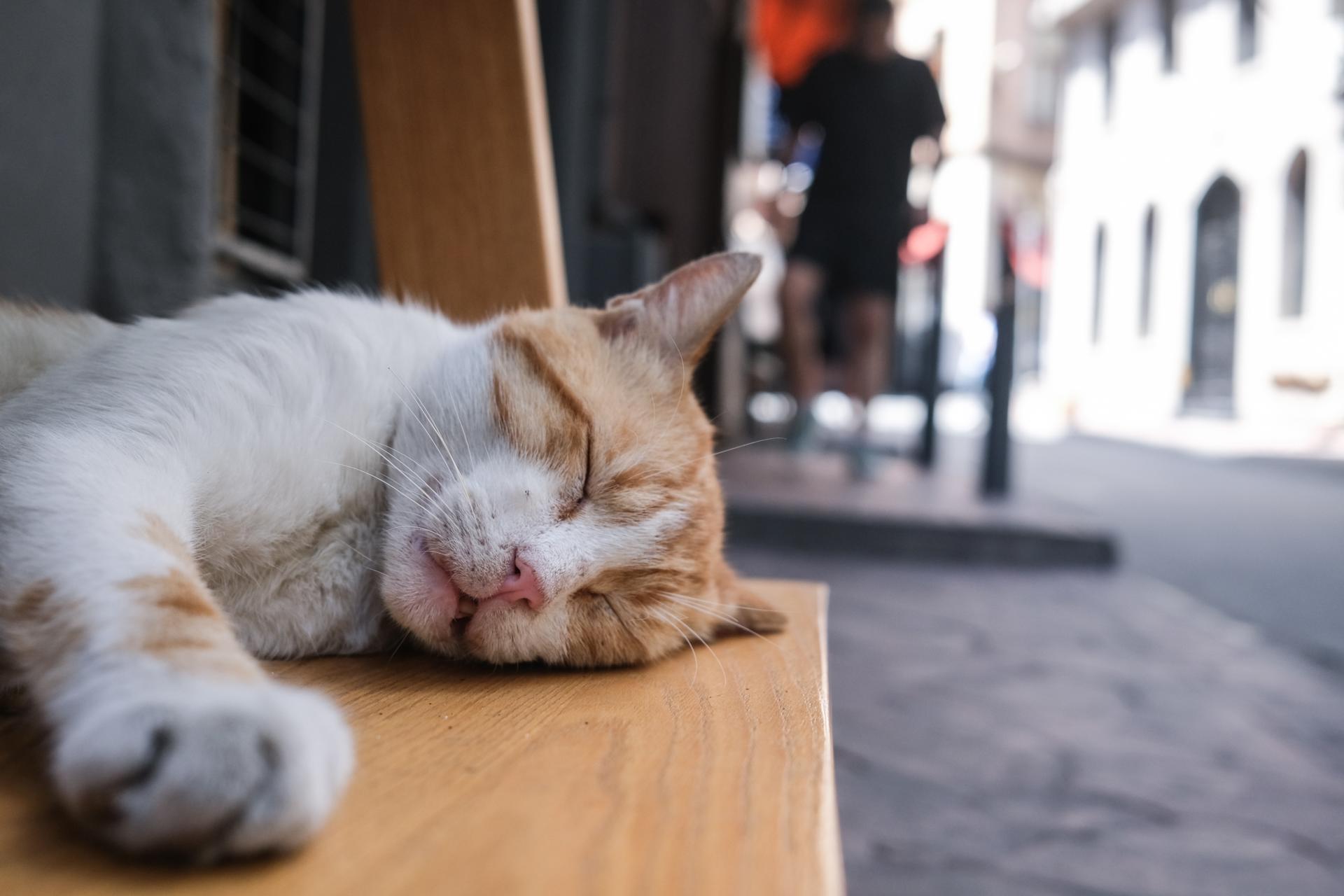 Día del gato: ¿Por qué se celebra este 8 de agosto y otras dos veces en el año?