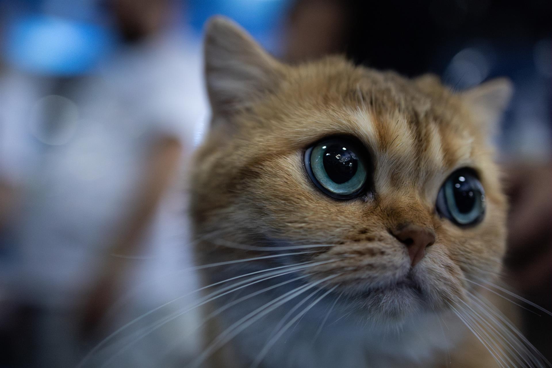 Día del gato: ¿Por qué se celebra este 8 de agosto y otras dos veces en el año?