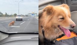 El rescate cinematográfico de un perrito en la autopista que terminó con un final feliz: Pudo reunirse con su dueño