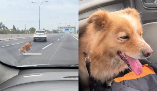 El rescate cinematográfico de un perrito en la autopista que terminó con un final feliz: Pudo reunirse con su dueño