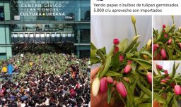 Acusan venta online de los tulipanes entregados gratis en caótica celebración del Día del Tulipán en Las Condes