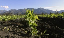 Etapas críticas para las plantas: ¿Cómo cuidarlas con la llegada del fenómeno de La Niña?