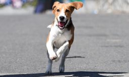 Experto advierte que no hay que vestir a los perros de huaso, ya que podría ser perjudicial para su salud