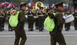 La preparación de los cachorros para la Parada Militar: ¿Cómo enfrentan la multitud y los ruidos?