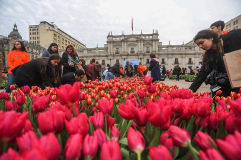 Día del Tulipán no se celebrará en La Moneda este año: Cambió su ubicación y se realizará en Las Condes