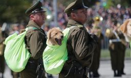 "Futuros guardianes de cuatro patas": Usuarios en redes sociales reaccionan al debut de los cachorros en la Parada Militar