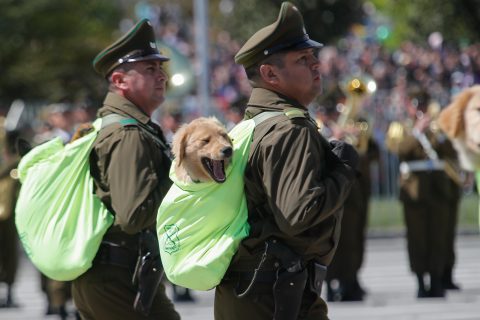 "Futuros guardianes de cuatro patas": Usuarios en redes sociales reaccionan al debut de los cachorros en la Parada Militar