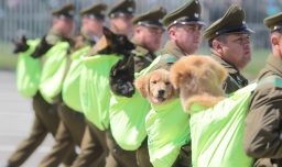 "Futuros guardianes de cuatro patas": Usuarios en redes sociales reaccionan al debut de los cachorros en la Parada Militar