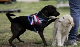 "La Perrifonda" en Fiestas Patrias: Estas son las coordenadas del evento para mascotas