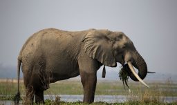 200 elefantes serán sacrificados para alimentar a personas hambrientas en Zimbabue