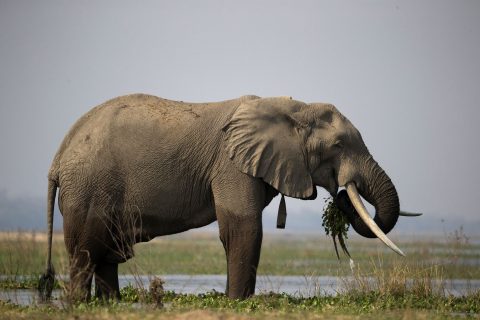 200 elefantes serán sacrificados para alimentar a personas hambrientas en Zimbabue