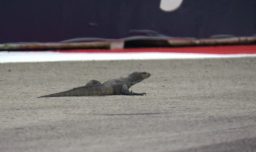 Fórmula 1: Lagarto “interrumpió” última prueba libre del GP de Singapur