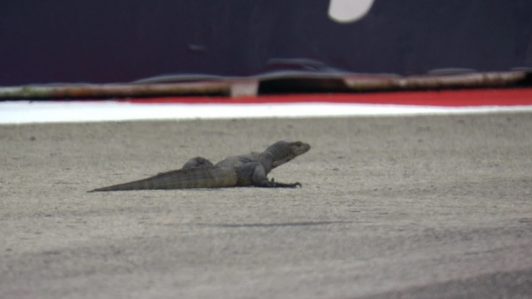 Formula 1: Lagarto “interrumpió” última prueba libre del GP de Singapur