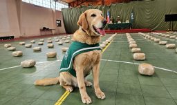 Incautan 161 kilos de marihuana "creepy" en operativo en La Araucanía: Droga fue descubierta por un perro del OS-7