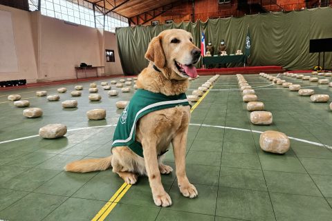 Incautan 161 kilos de marihuana "creepy" en operativo en La Araucanía: Droga fue descubierta por un perro del OS-7