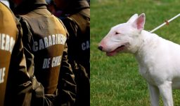 Tenencia irresponsable: Vecino de Vitacura denuncia que un bull terrier que pertenece a otro vecino mató a su perro