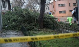 Le cayó un árbol encima y quedo parapléjico: Trabajador denuncia a la Municipalidad de Santiago y exige $400 millones