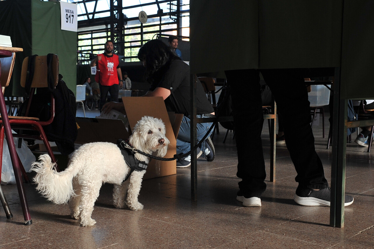 Fotos | Perritos acompañaron a sus dueños a votar/Agencia Uno