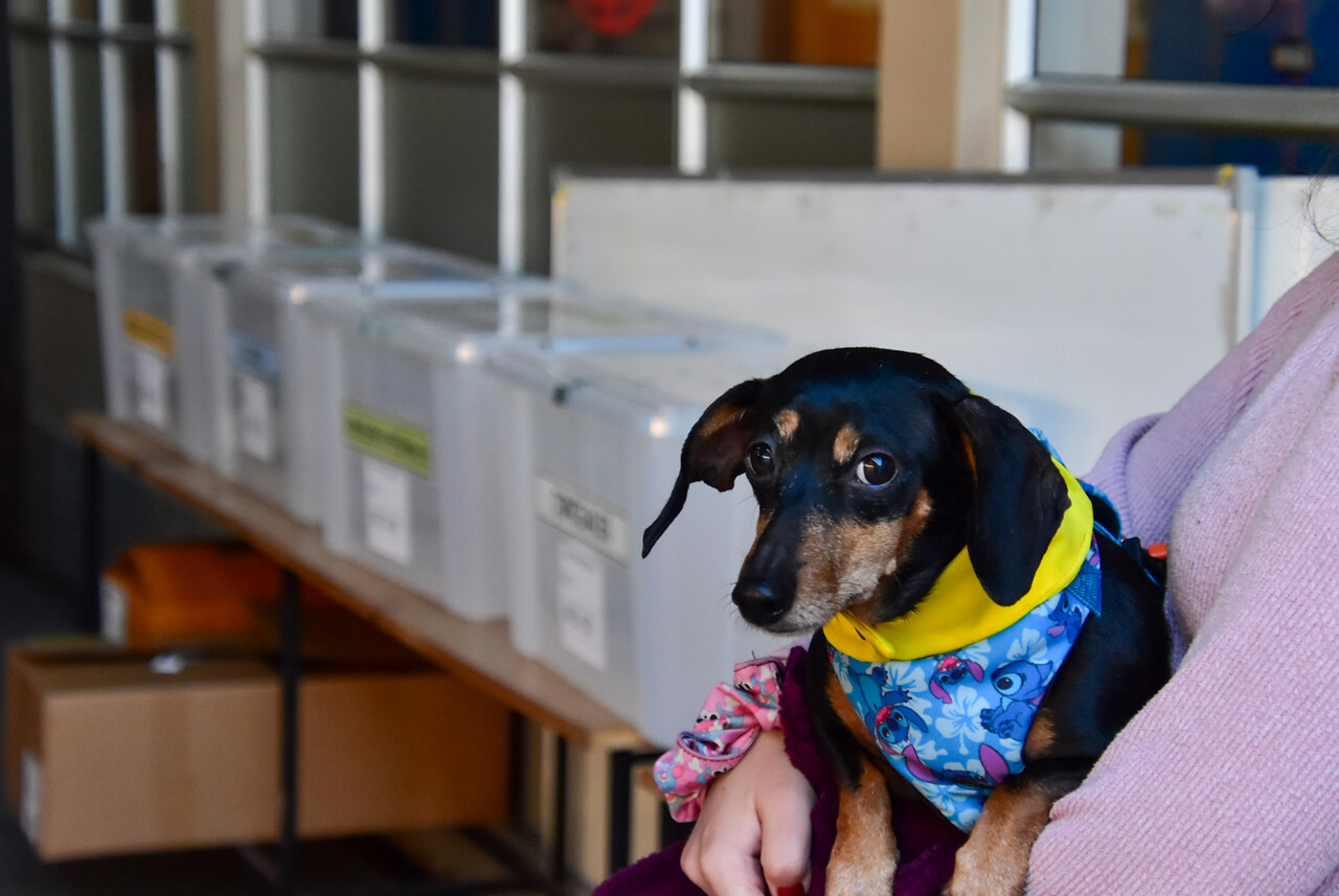 Fotos | Perritos acompañaron a sus dueños a votar/Agencia Uno