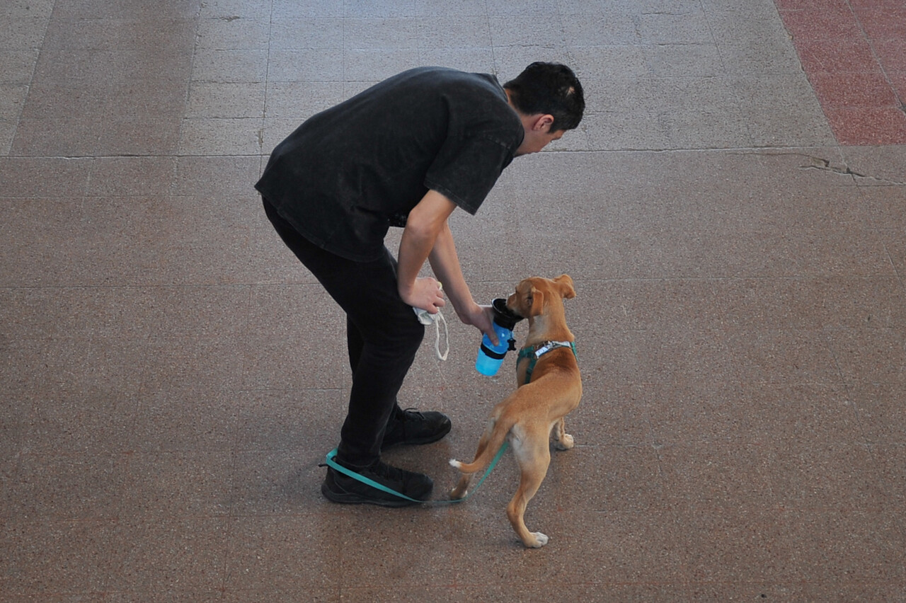 Fotos | Perritos acompañaron a sus dueños a votar/Agencia Uno