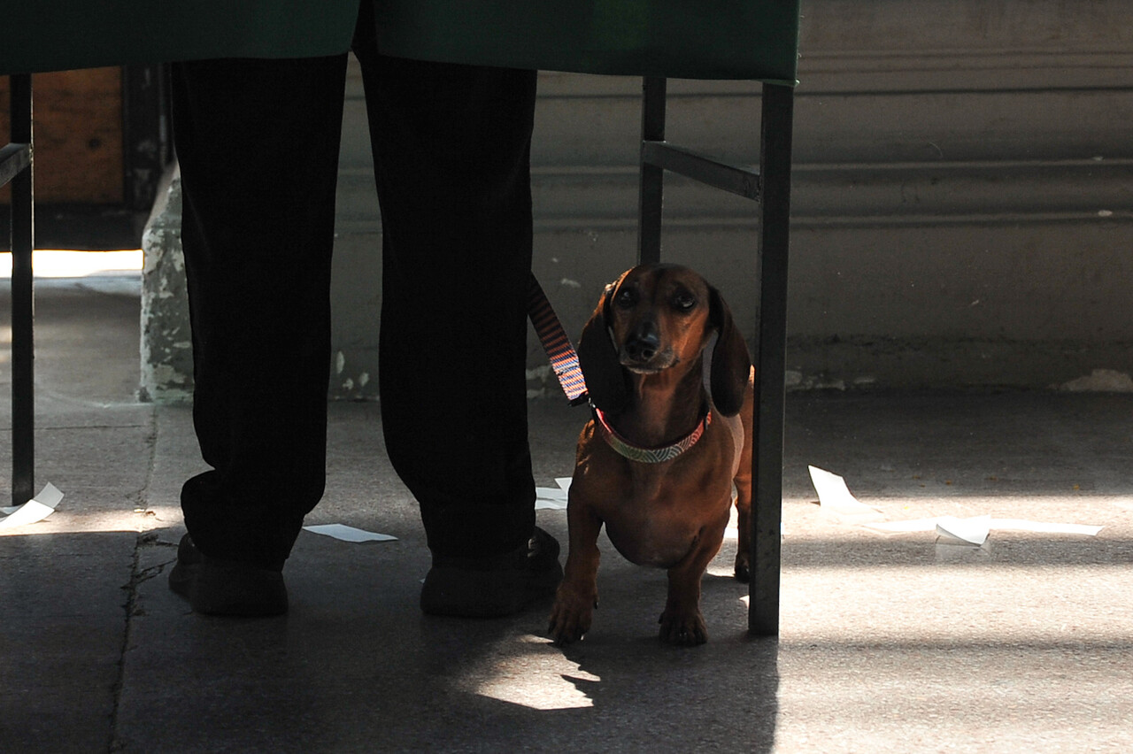 Fotos | Perritos acompañaron a sus dueños a votar/Agencia Uno