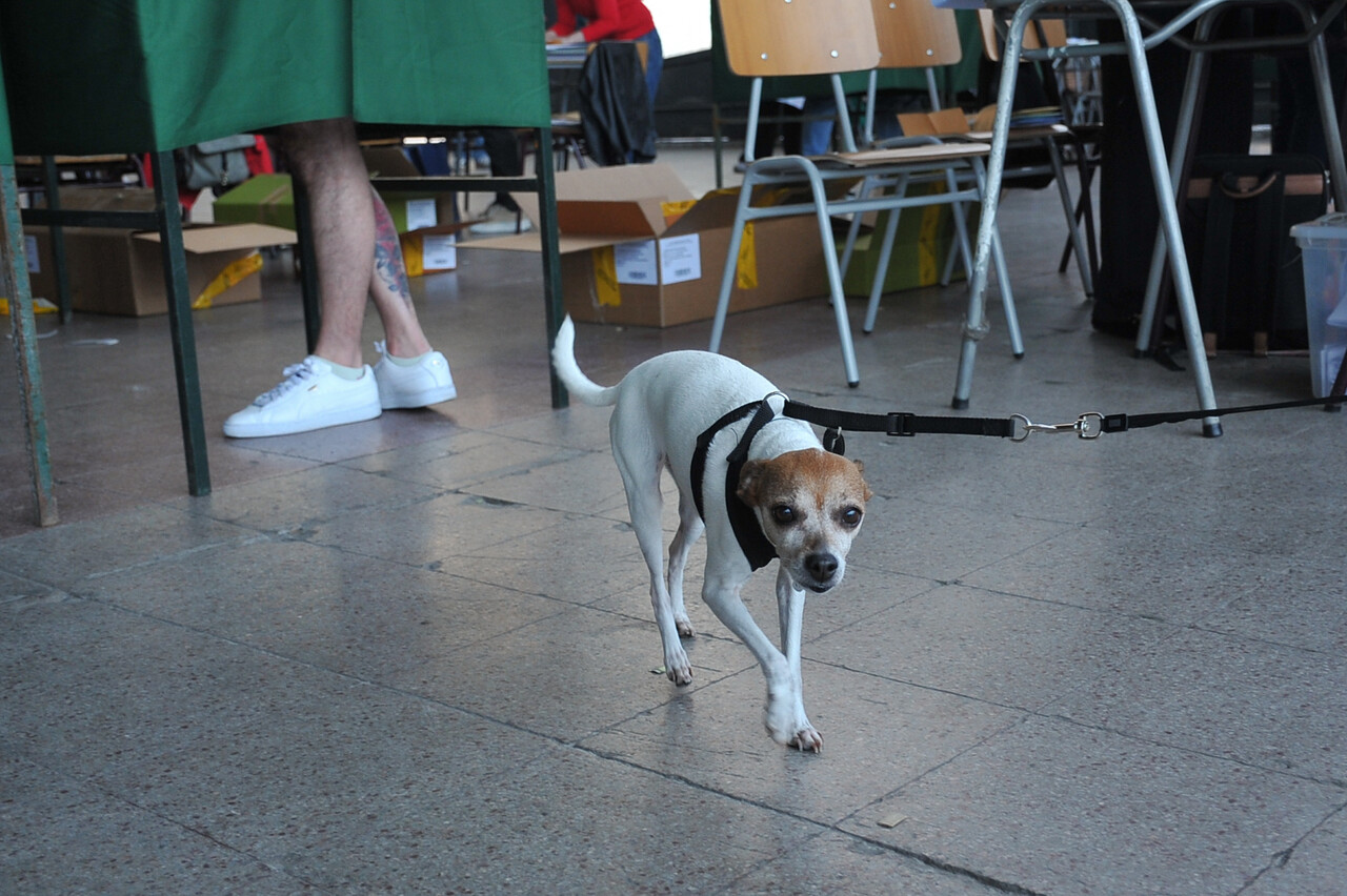 Fotos | Perritos acompañaron a sus dueños a votar/Agencia Uno