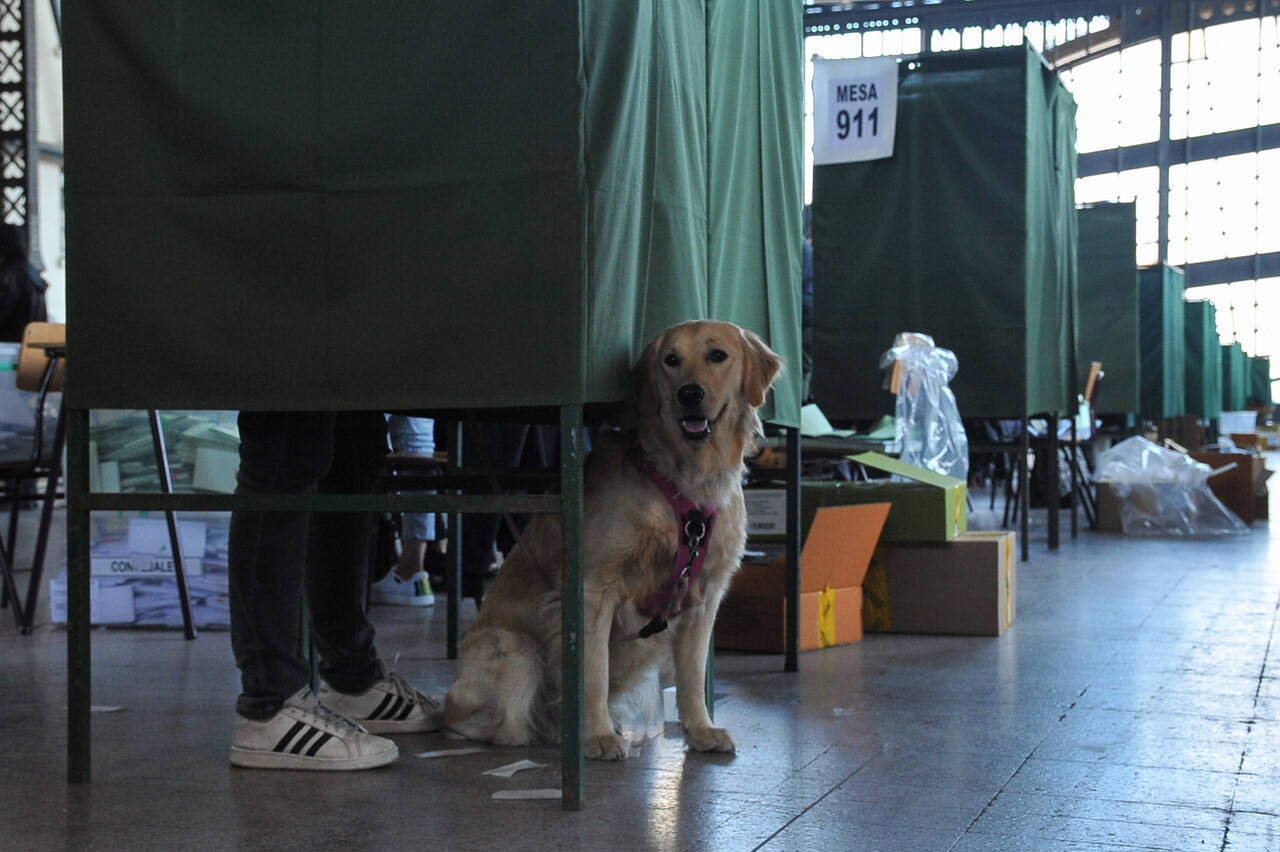 Fotos | Perritos acompañaron a sus dueños a votar/Agencia Uno