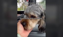 La historia de Cookie, el perro de contención emocional que apoya a conductor del Transantiago que fue víctima de un violento asalto