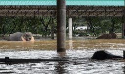 Dos elefantes han muerto en medio de las inundaciones que afectan el centro y norte de Tailandia