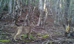 Gracias a cámaras trampa: Logran captar de forma inédita a cachorro de puma en la región de Magallanes