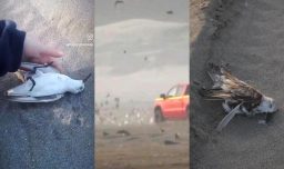 Detienen a sujeto acusado de atropellar aves en dunas de Ritoque: Será formalizado por la Fiscalía de Quintero