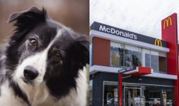 McDonald's es condenado a pagar $8 millones a dueña de perro que murió electrocutado en uno de sus locales en Antofagasta