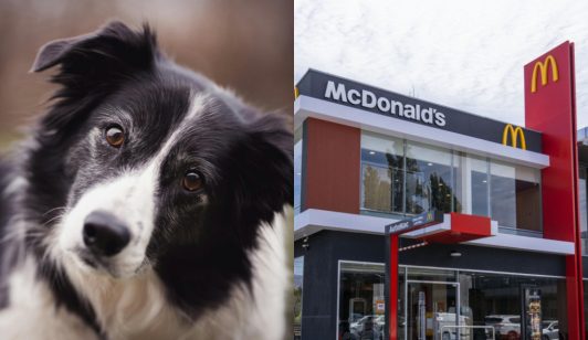 McDonald's es condenado a pagar $8 millones a dueña de perro que murió electrocutado en uno de sus locales en Antofagasta