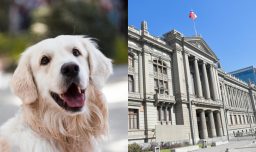 Condominio de Antofagasta había multado a sus residentes por tener mascotas: Corte Suprema le ordenó devolver el dinero