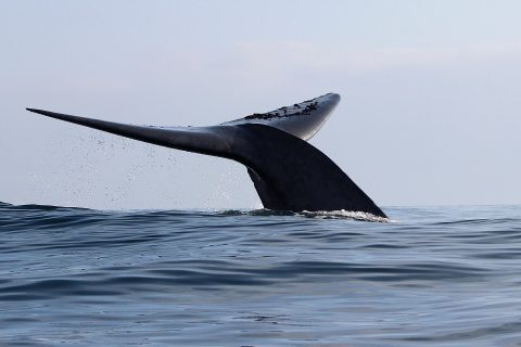 Contra responsables de muerte de dos ballenas: Juzgados declaran admisibles por primera vez querellas de Greenpeace