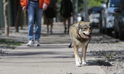 Sernac oficia a compañías de alimentos para mascotas para que implementen nuevo etiquetado con información sobre tenencia responsable