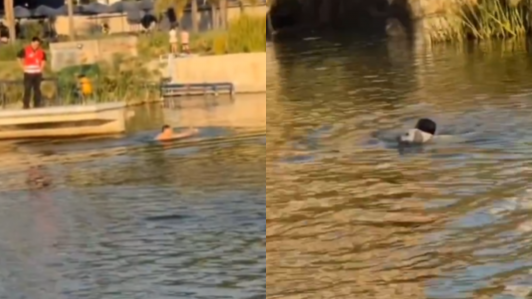 Captan a sujeto nadando en la laguna del Parque Bicentenario: Quería sacar a su perro que estaba persiguiendo cisnes