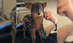 Reportan nacimiento de pudú en Chiloé: Su madre sobrevivió a ataque de unos perros